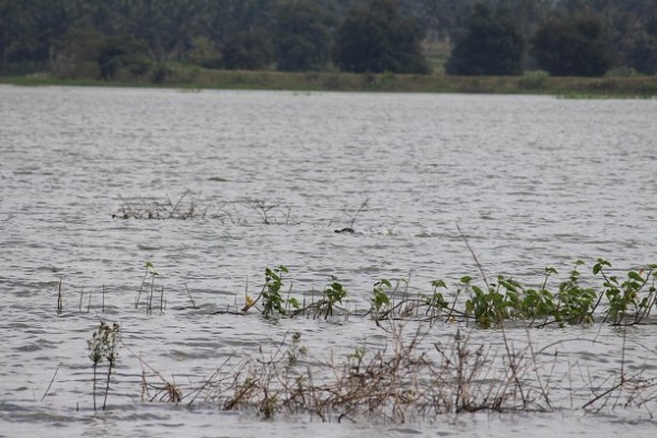 地表水水質檢測 地表水水質檢測